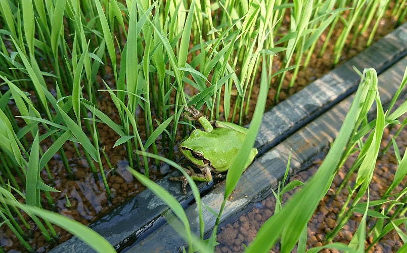 令和5年産【特別栽培米】ササニシキ 白米 5kg
